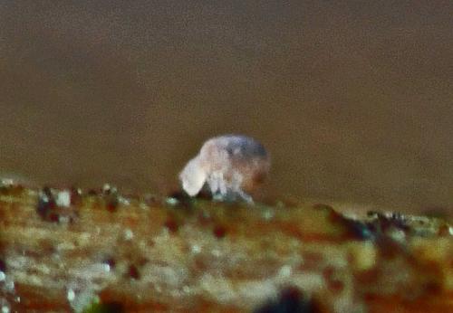 Réf. 353 439 : Neelus murinus